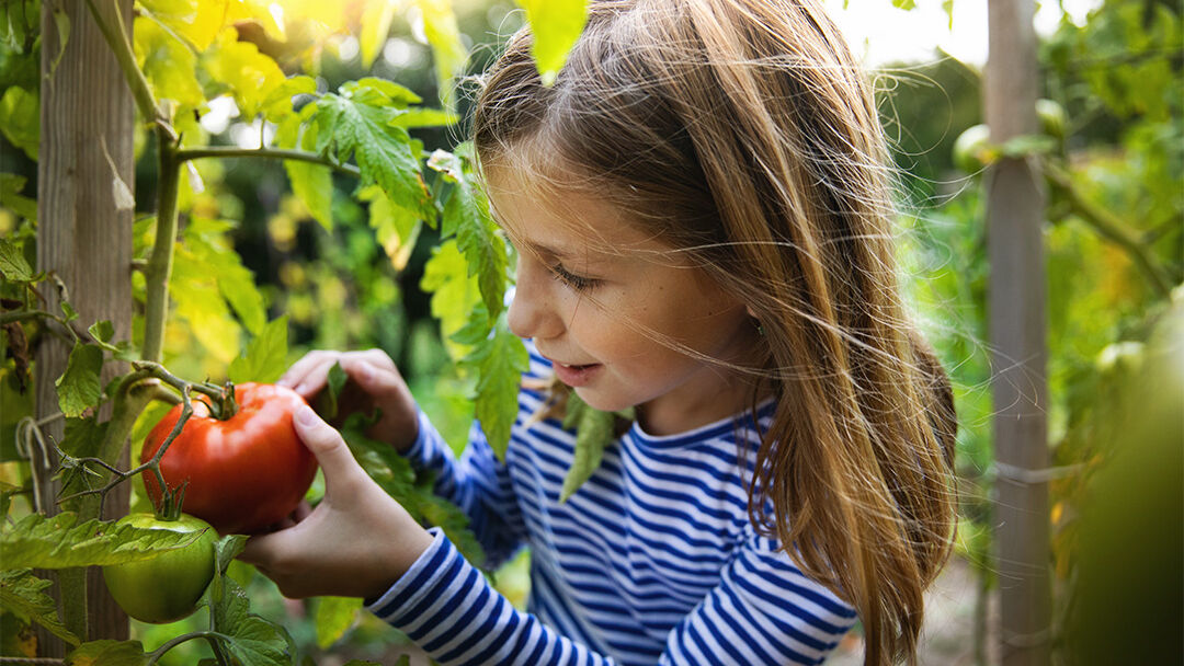 Kleines Mädchen erntet eine Tomate