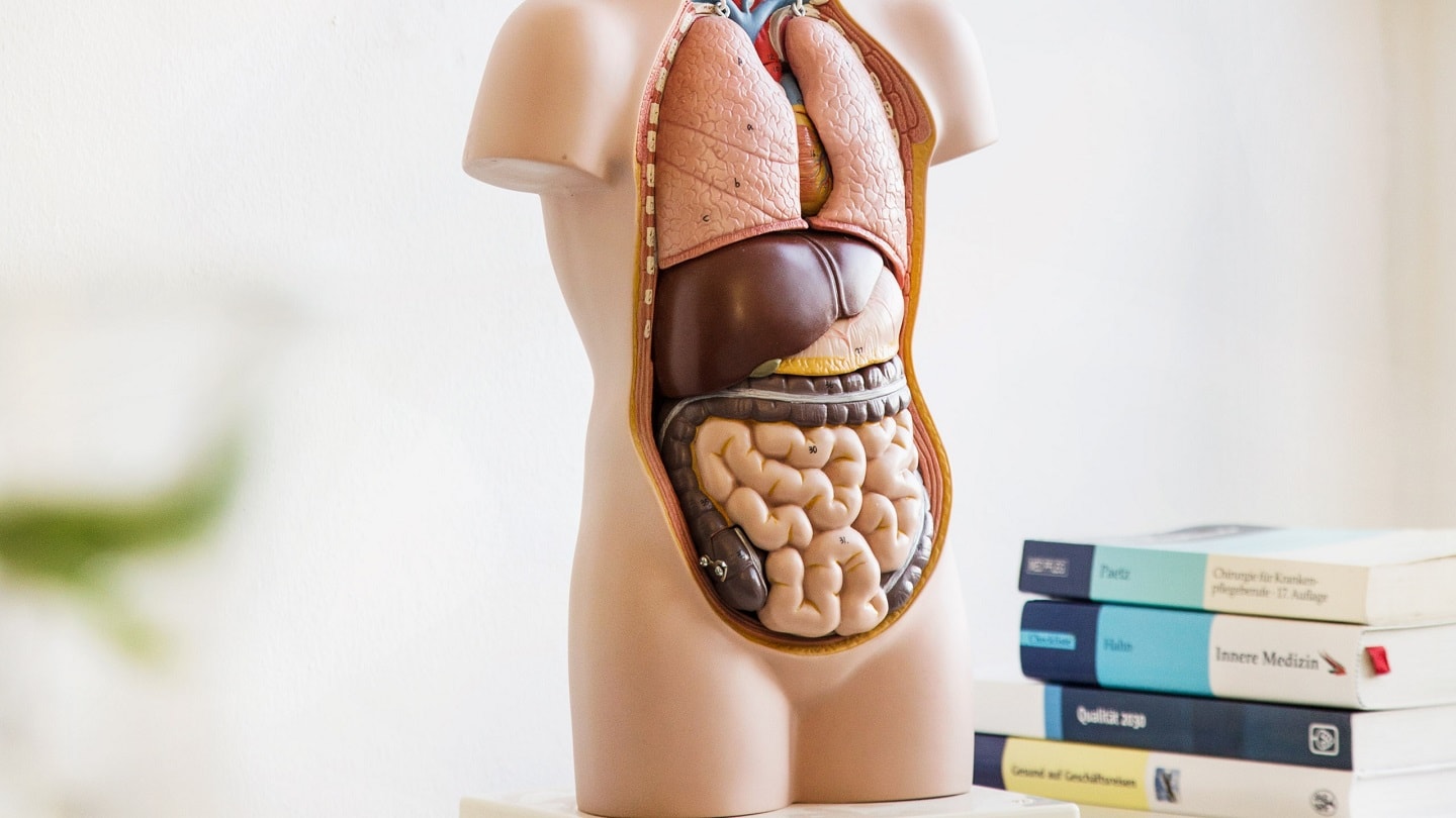 Modell der inneren Organe